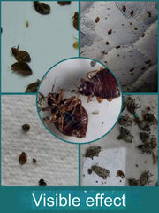 Bed Bug Killing Powder | Insecticide Powder for Bed Bugs