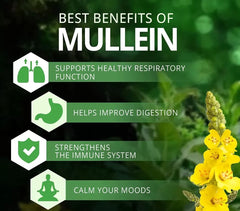 Mullein Capsules (3000mg) | Dietary Supplement for Coughs, Bronchitis, Asthma, Sore Throat, and Skin Health